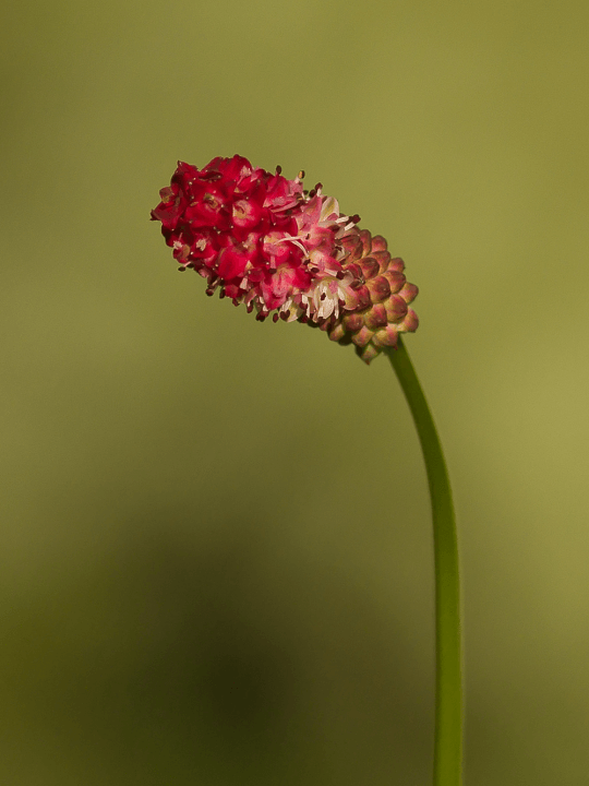 Sanguisorba tenuifolia Henk Gerritsen